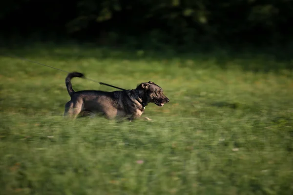 Бегущая Собака Общественном Парке Размытость Движения Выражения Концепции Деятельности — стоковое фото