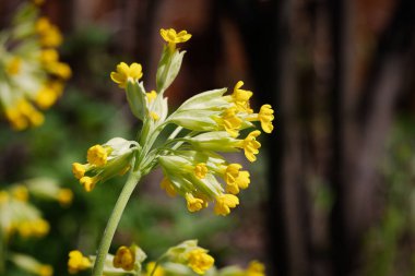 Bahar bahçesinde yaygın inek ayağı (Primula veris)