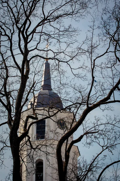 Campanile Della Cattedrale Vilnius Dietro Rami Albero Senza Foglie — Foto Stock