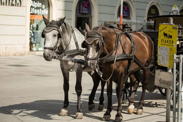 Wien Österreich August 2017 Touristen Reiten Einem Pferdegetriebenen Fiakre Der — Stockfoto