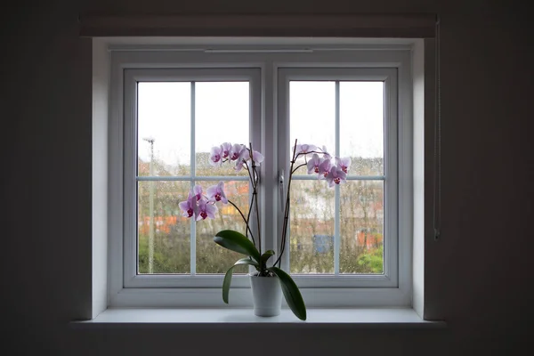 Pencere Cam Orkide Bitki Pot Ile Yağmur Damlaları Ile Telifsiz Stok Imajlar