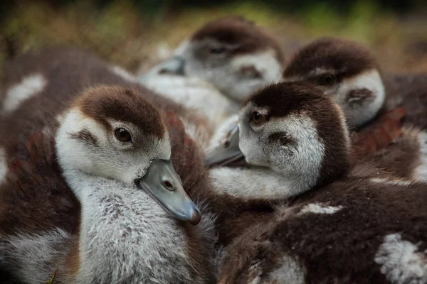 Gösslinge Der Ägyptischen Gans Alopochen Aegyptiaca — Stockfoto