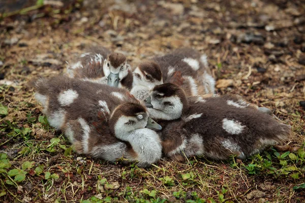 Goslings Egyptian Goose Alopochen Aegyptiaca — Stock Photo, Image