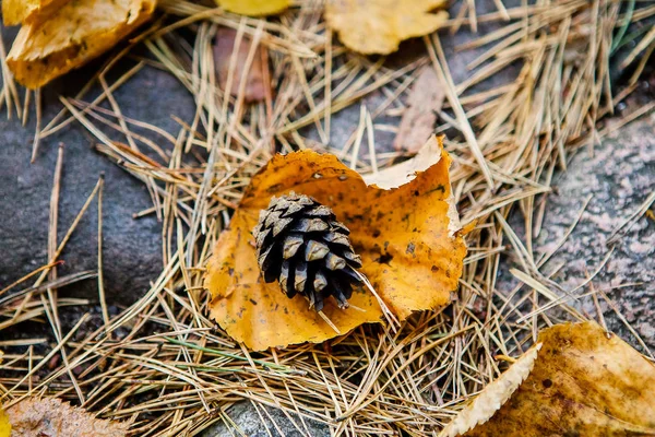 Kiefernzapfen Auf Den Gelben Blättern Und Stacheln Des Baumes Herbst — Stockfoto