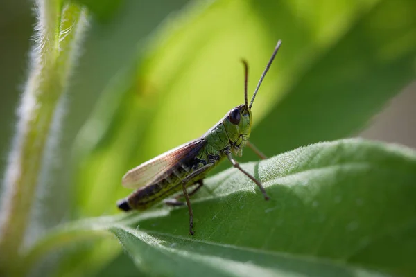 Meadow Grasshopper Chorthippus Parallelus Leaf — Stock Photo, Image
