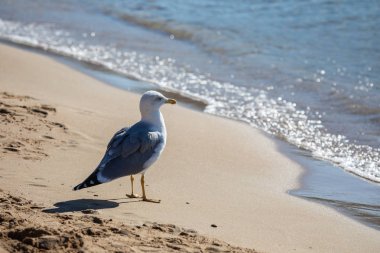 Sarı bacaklı martı (Larus michahellis michahellis) Ege Adaları, Yunanistan kıyısında