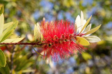 Atina Ulusal Bahçe içinde Crimson Bottlebrush (Callistemon citrinus)