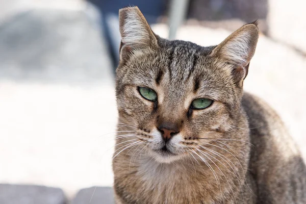 Gatto Randagio Strade Atene Grecia — Foto Stock