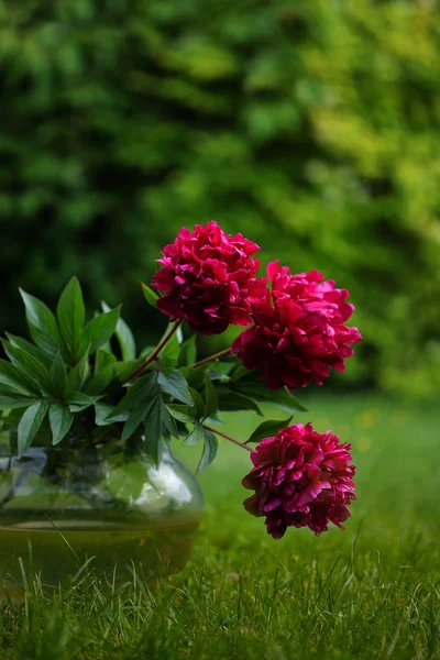 Bouquet Peonia Bordeaux Nel Vaso Vetro Rotondo Con Copyspace Testo — Foto Stock