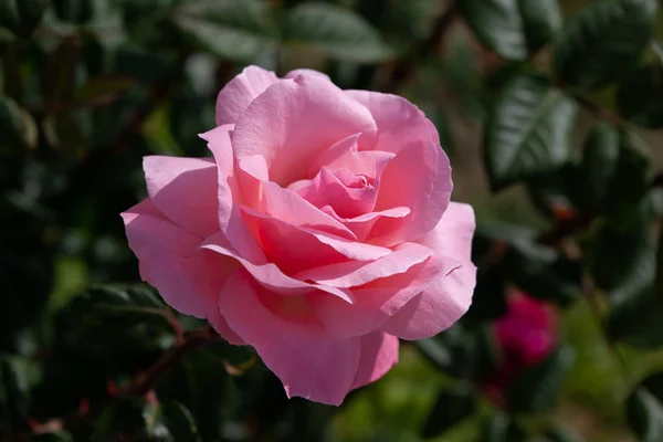 Rose Rose Dans Jardin Gros Plan Avec Pétales Détaillés — Photo