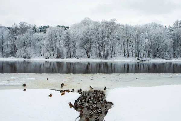 Rio Neris Inverno Praia Valakampiai Vilnius Lituânia — Fotografia de Stock