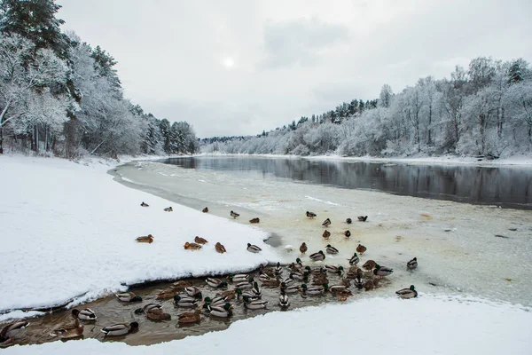 Río Neris Invierno Playa Valakampiai Vilnius Lituania —  Fotos de Stock