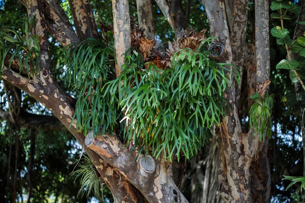 Elkhorn páfrány (Platycerium-bifurcatum) — Stock Fotó