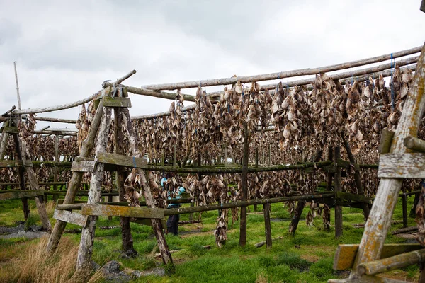 Gedroogde Vis Een Vissersdorp Ijsland — Stockfoto