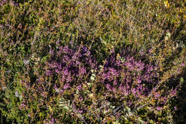 冰岛的植物群 在火山岩的 Calluna 共同的石南 — 图库照片