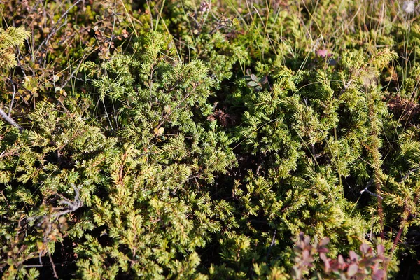 Flory Islandii Wspólne Jałowce Juniperus Communis Wulkanicznych Skałach — Zdjęcie stockowe