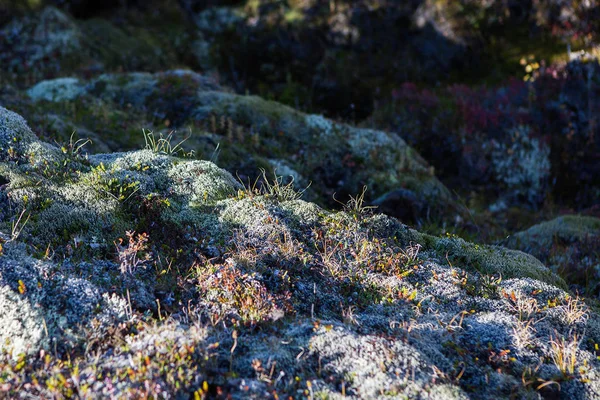 アイスランドの火山岩の上のコケ植物 — ストック写真