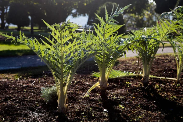 Die Erdkugel Artischocke Cynara Cardunculus Var Scolymus Pflanze Garten — Stockfoto