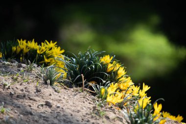 Areopagus tepe üzerinde sarı sonbahar crocus çiçekler. Atina, Yunanistan Acropolis kuzeybatısında yer alan önemli rock çıkıntının Areopagus olduğunu