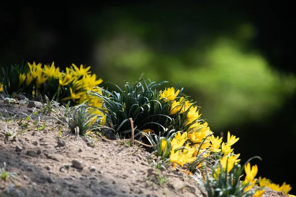 Yellow autumn crocus flowers on the Areopagus hill. The Areopagus is a prominent rock outcropping located northwest of the Acropolis in Athens, Greece — Stock Image Yellow Autumn Crocus Flowers Areopagus Hill Areopagus Prominent Rock Outcropping Stock Image