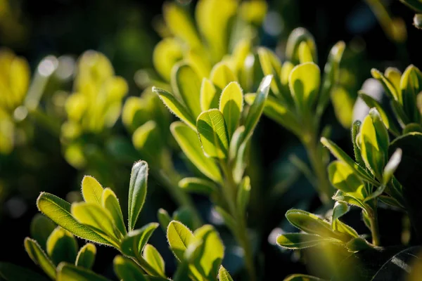 Folhas Verdes Arbusto Generosamente Iluminado Pelo Sol Primavera — Fotografia de Stock