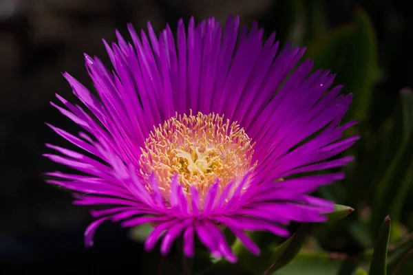 Pigface Carpobrotus Glaucescens Pláži — Stock fotografie