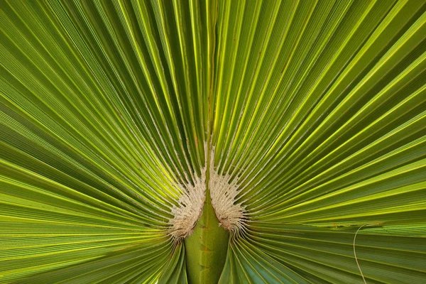 Textura Hoja Palmera Verde Detallada Vibrante — Foto de Stock