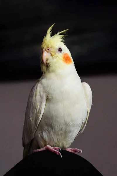 Nymphicus Hollandicus Ein Leuchtend Gelber Begleitpapagei — Stockfoto