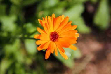 Pot kadife çiçeği (Calendula officinalis) 