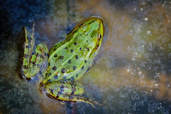 Κοινή χόρτο βάτραχος (rana temporaria草和树蛙 (林蛙) — Φωτογραφία Αρχείου