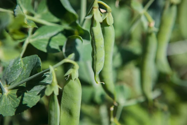 Ervilhas verdes no jardim — Fotografia de Stock