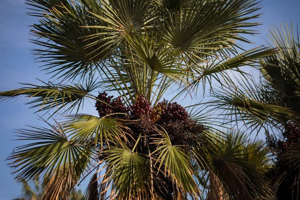 Palm boom close-up — Stockfoto