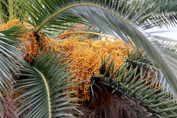 Palmera primer plano — Foto de Stock