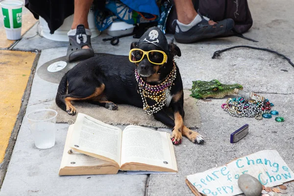Key West'te sokak sanatçısı — Stok fotoğraf