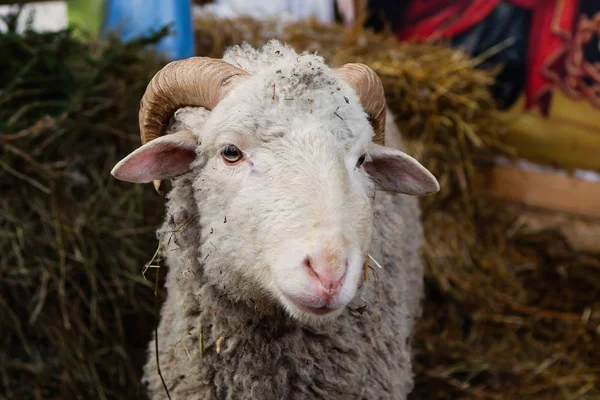 Retrato de close-up de ovelhas — Fotografia de Stock