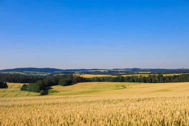 Güneşli bir yaz gününde buğday tarlaları