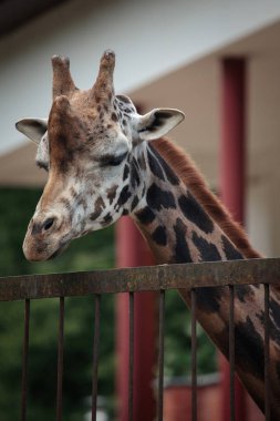 Rothschild'in zürafa