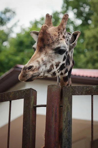 Girafa de Rothschild — Fotografia de Stock