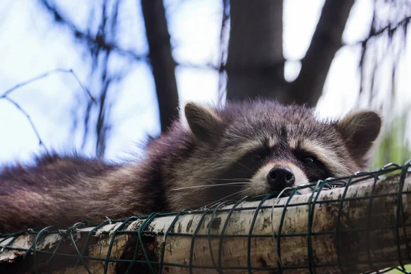 Raccoon (Procyon lotor) — Stock Photo, Image