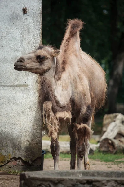 Camelo bactriano (Camelus bactrianus ) — Fotografia de Stock