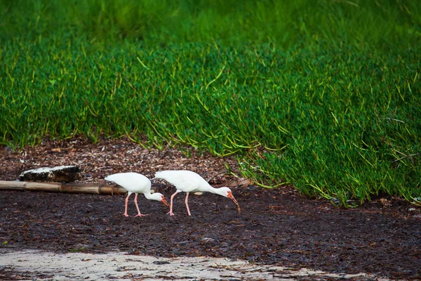 Ibis blanco estadounidense (Eudocimus albus) en el pantano — Foto de Stock