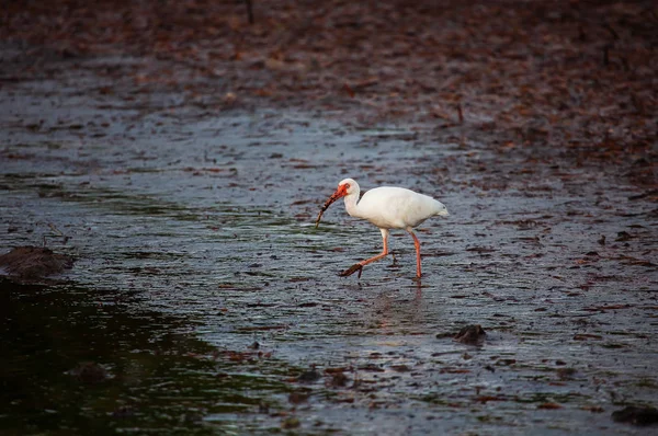 American white ibis (Eudocimus albus) no pântano — Fotografia de Stock