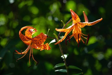 Kaplan zambağı (Lilium lancifolium, syn. L. tigrinum)