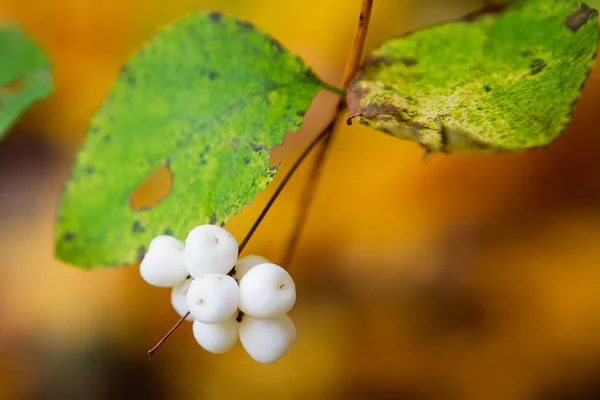 Společný snowberry (Pámelník albus) — Stock fotografie