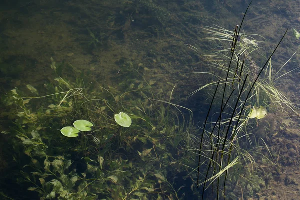 湖の水生植物 — ストック写真