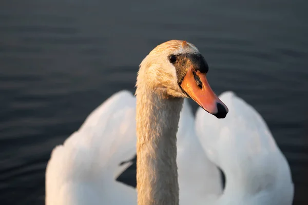 Dilsiz kuğu (Kuğu rengi)) — Stok fotoğraf