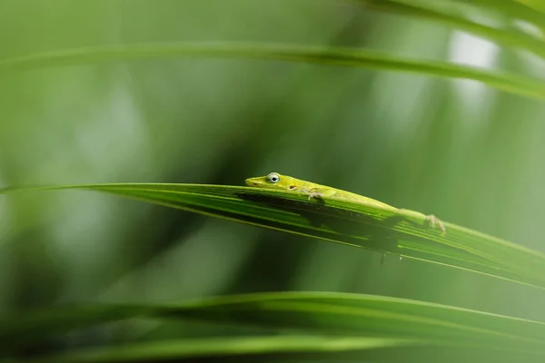 Grüne tropische Eidechse — Stockfoto