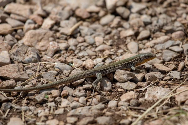 Песочная ящерица (Lacerta agilis) — стоковое фото