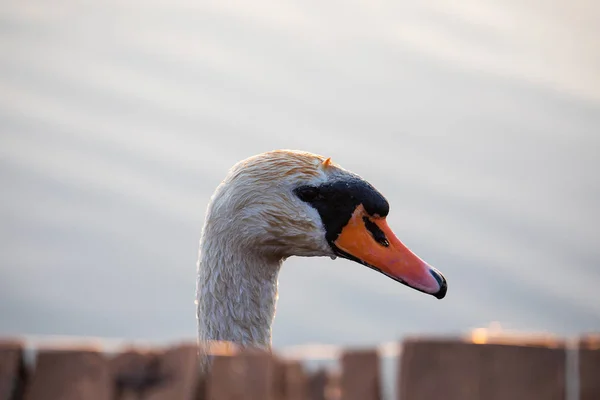 Dilsiz kuğu (Kuğu rengi)) — Stok fotoğraf