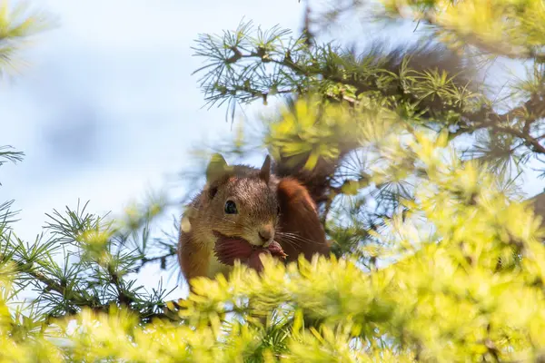 Eurasian red squirrel — Stock Photo, Image